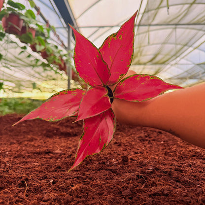 2" Aglaonema Ruby Garuda