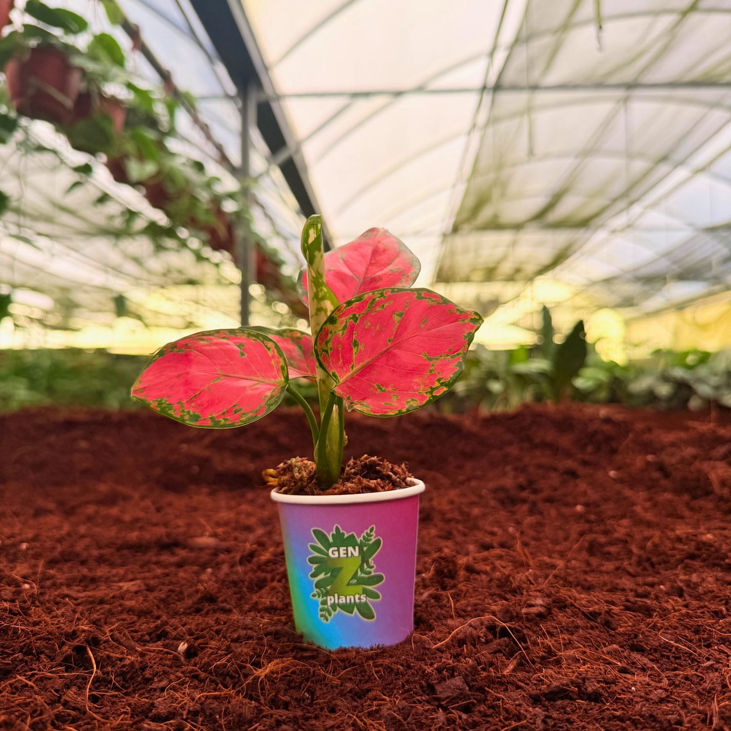 2" Aglaonema Very Very Red