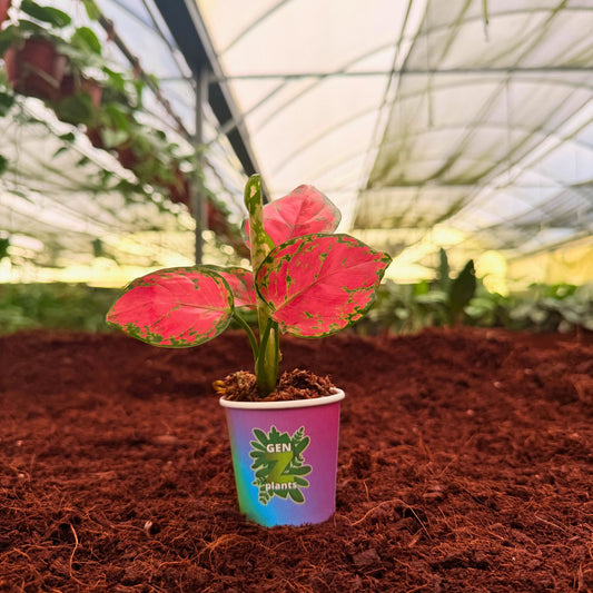 2" Aglaonema Very Very Red
