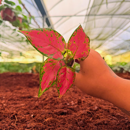 2" Aglaonema Very Very Red