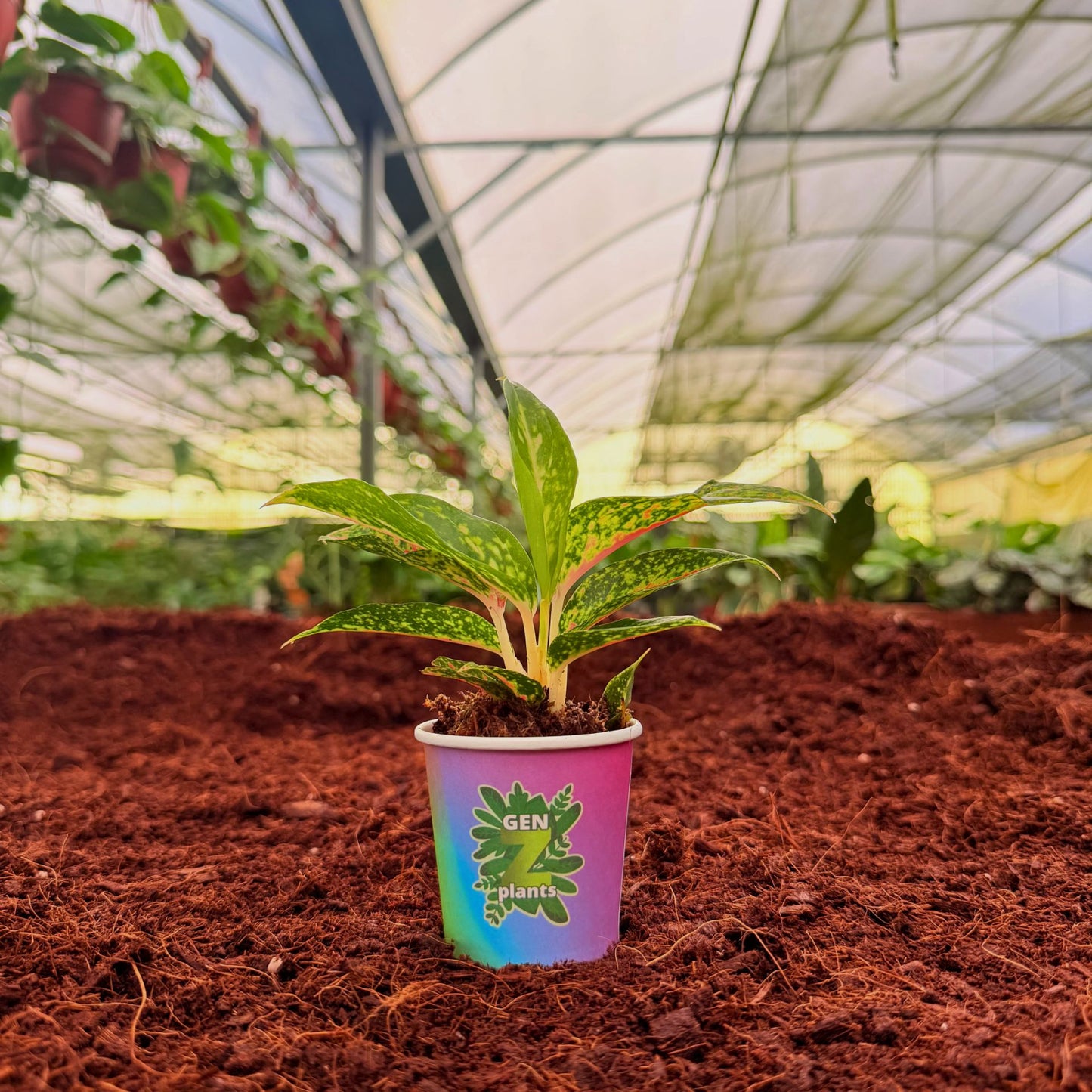 BECOOL Package 2" Plants