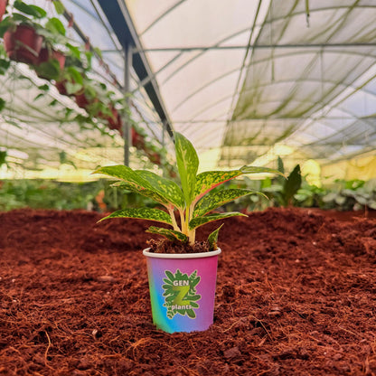 BECOOL Package 2" Plants