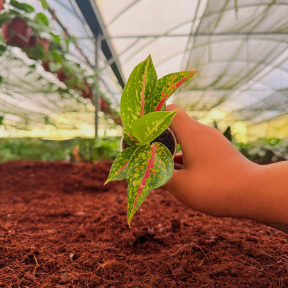 2" Aglaonema Night Sparkle