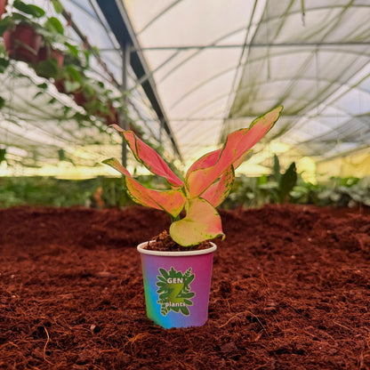 2" Aglaonema Geely Red