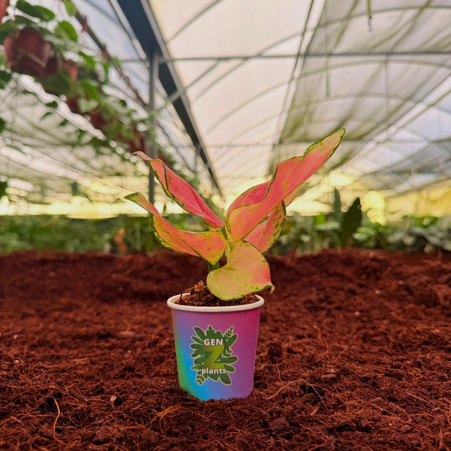 BECOOL Package 2" Plants