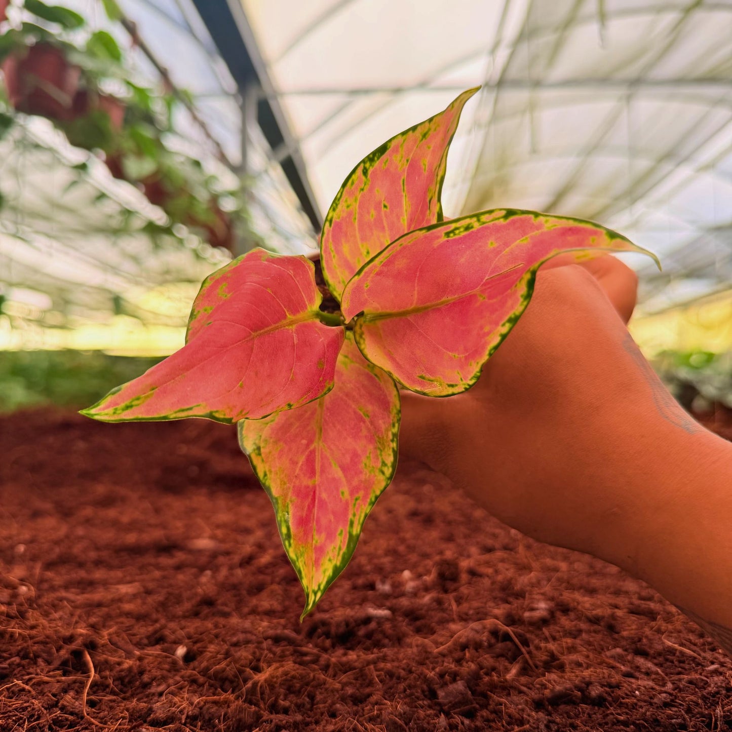 2" Aglaonema Geely Red