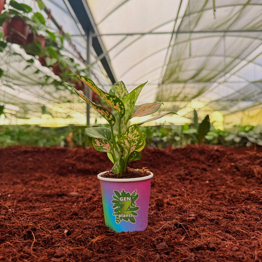 2" Aglaonema Red Valentine