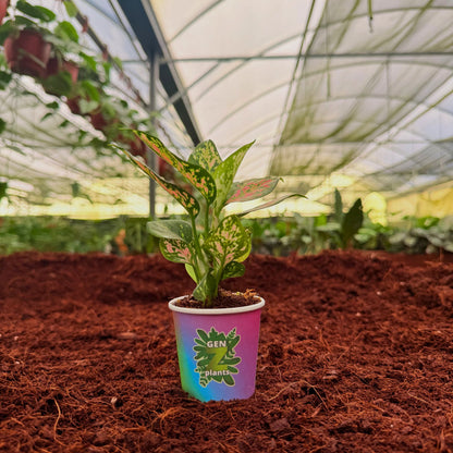 BECOOL Package 2" Plants