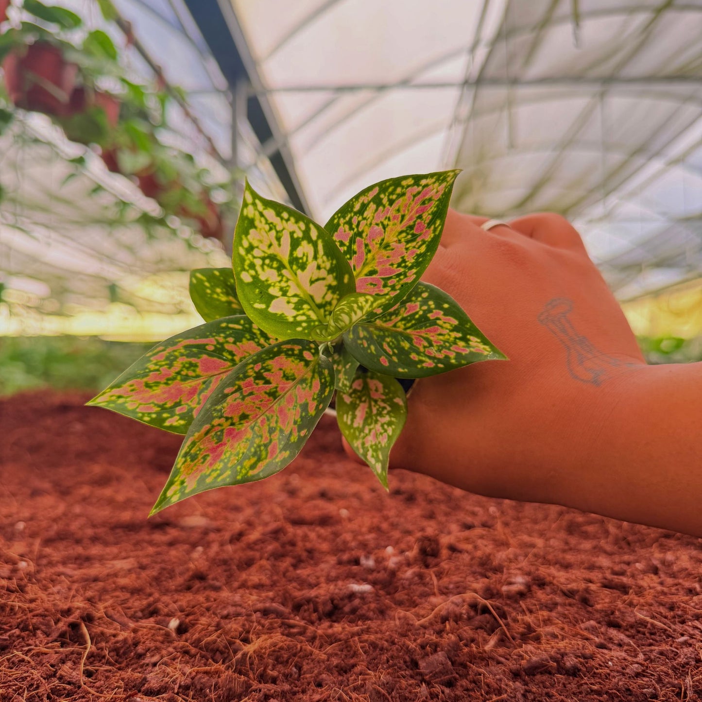 2" Aglaonema Red Valentine
