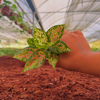 2" Aglaonema Red Valentine