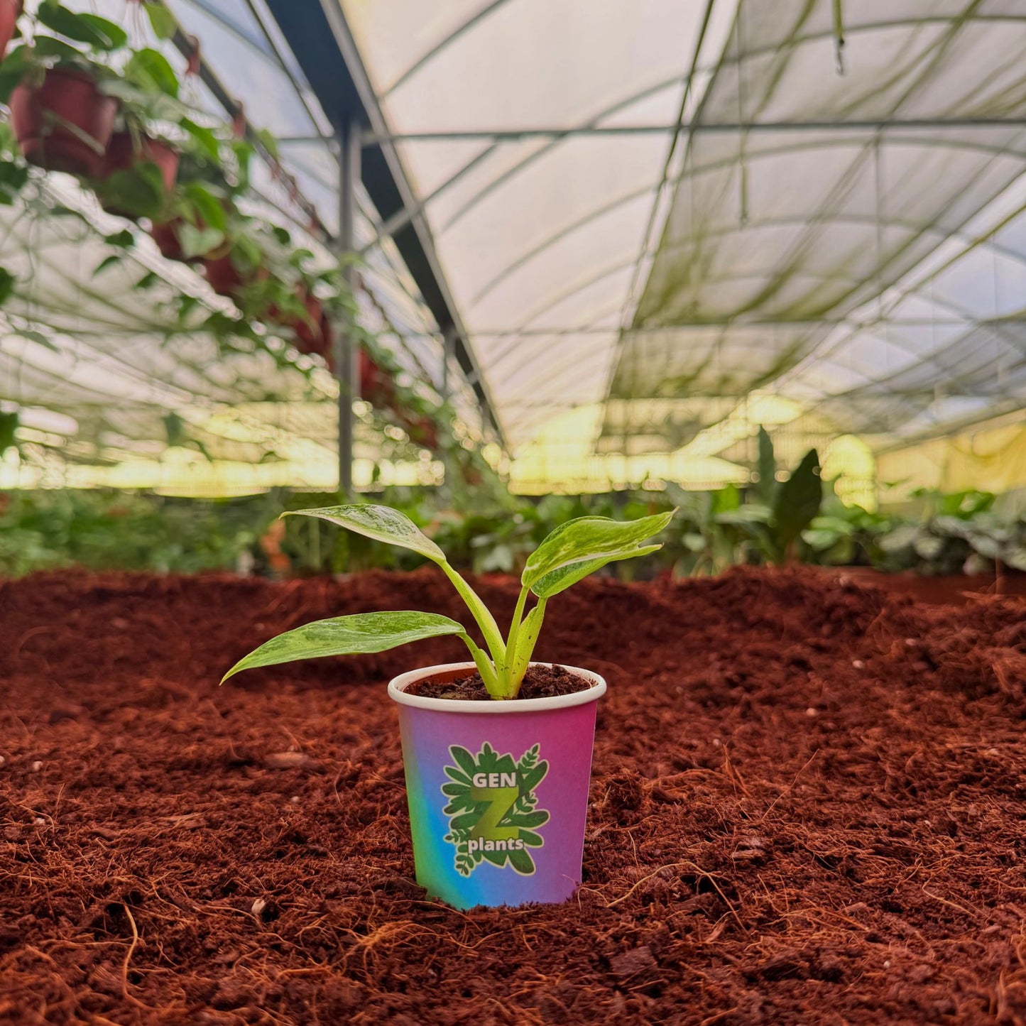 2" Philodendron Jose Buono
