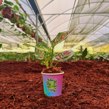 BECOOL Package 2" Plants