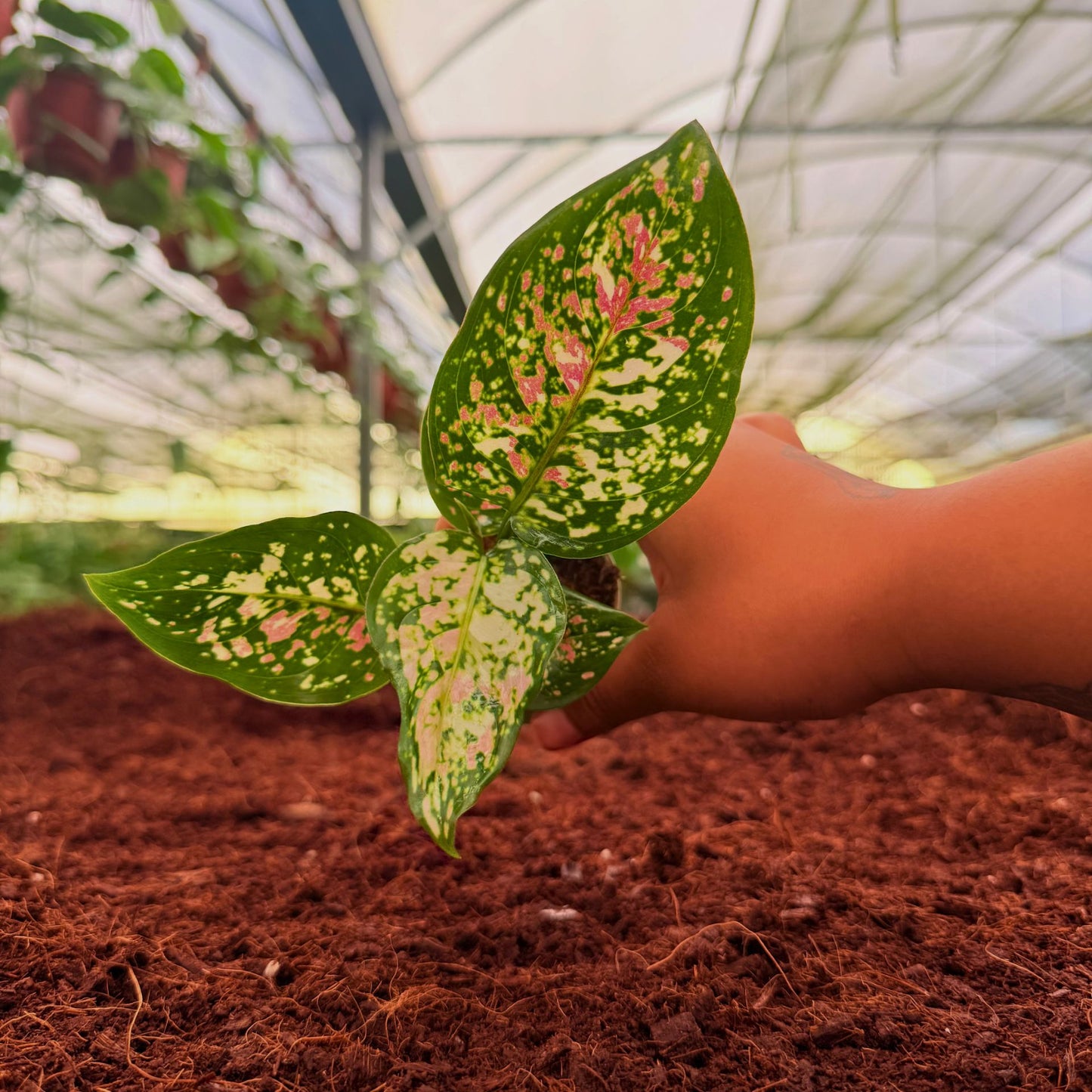 2" Aglaonema Pink Tricolor