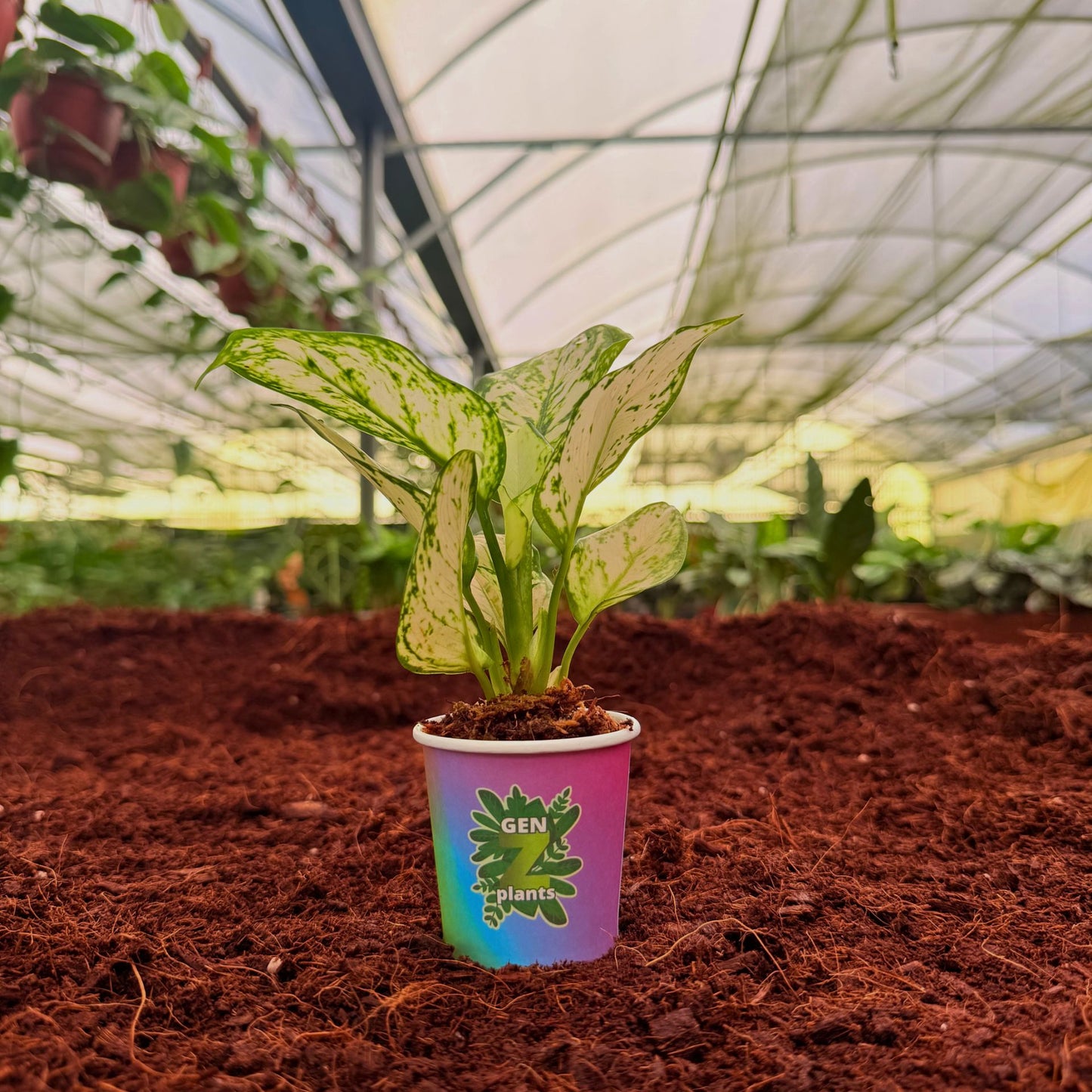 2" Aglaonema Super White