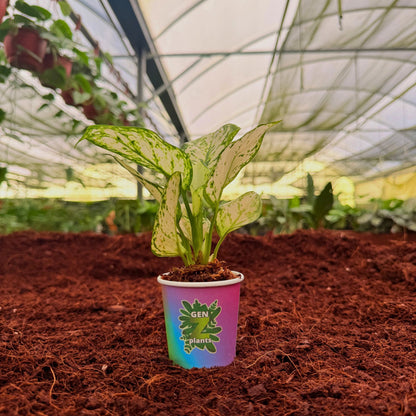 BECOOL Package 2" Plants