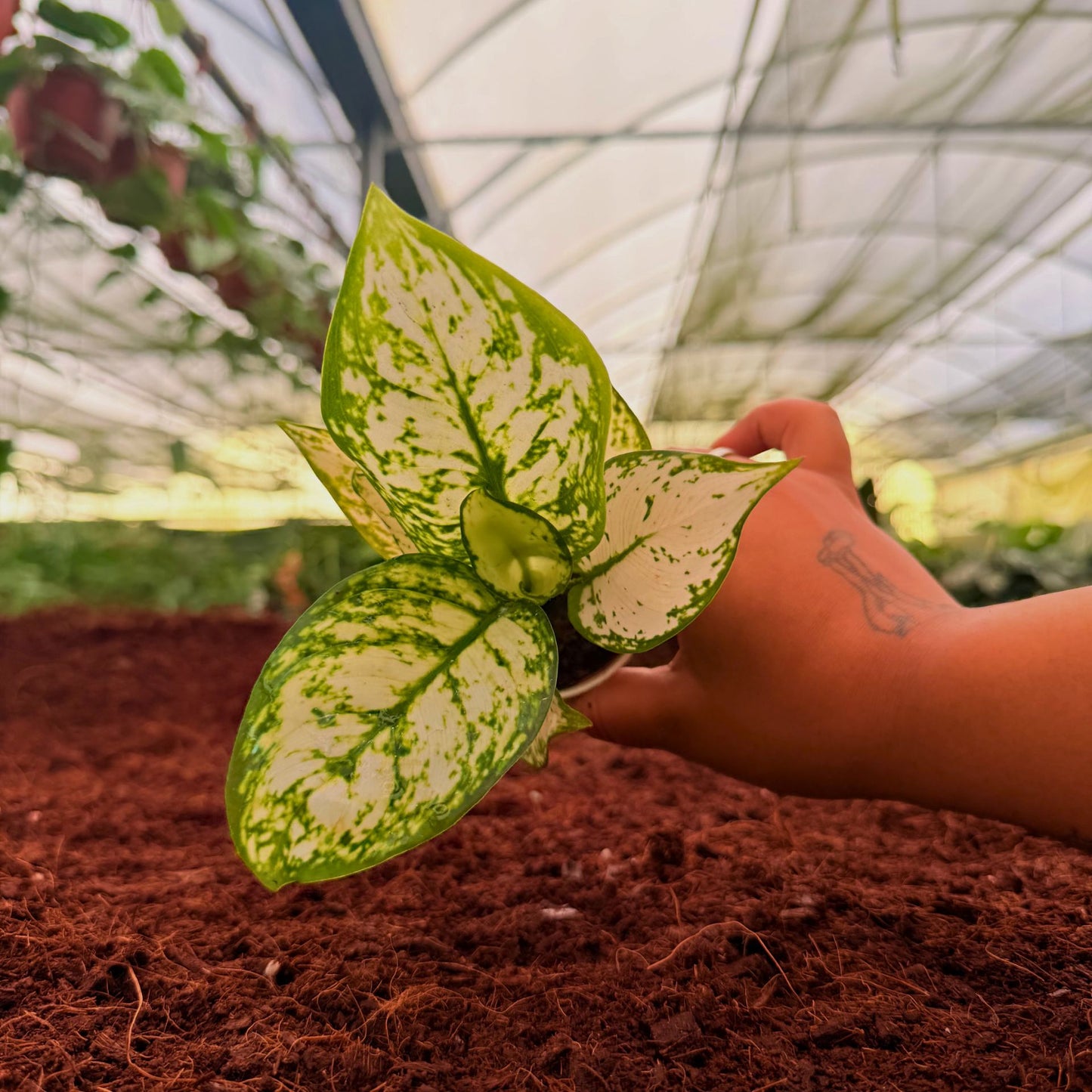 2" Aglaonema Super White