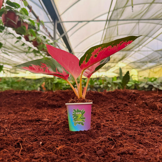2" Aglaonema Suksom Jaipong Red
