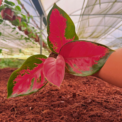 2" Aglaonema Suksom Jaipong Red