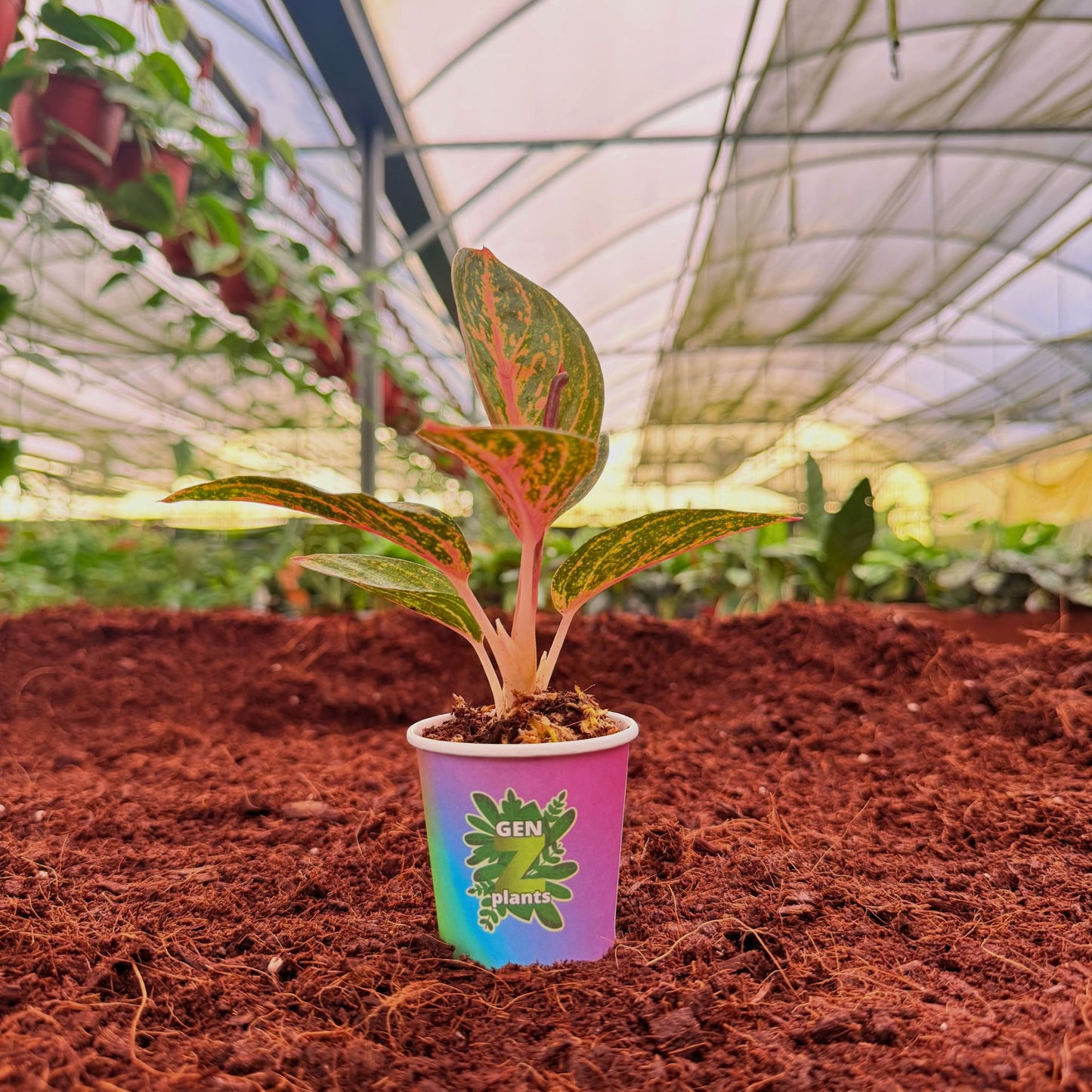 BECOOL Package 2" Plants