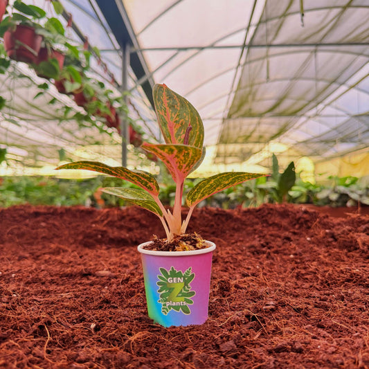 2" Aglaonema Golden Powder