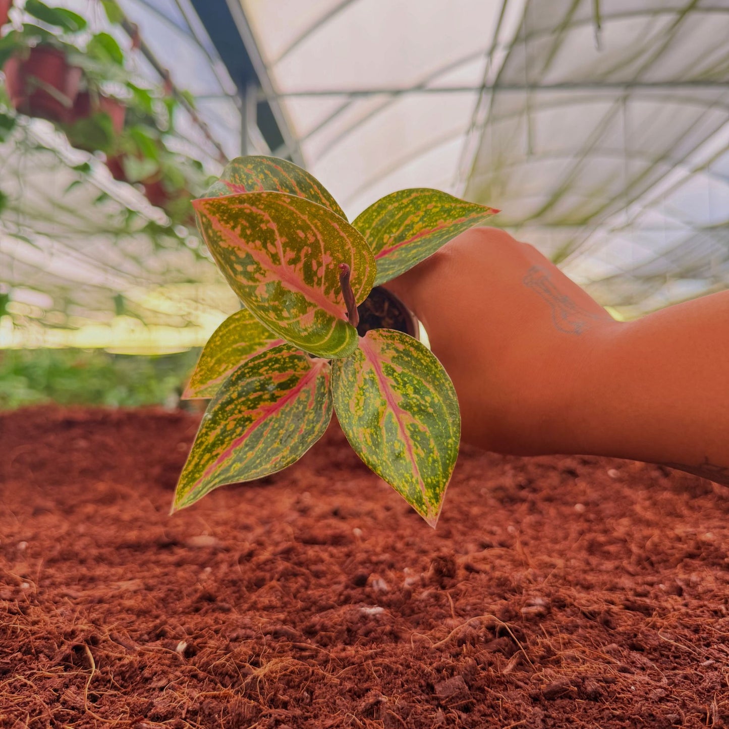 2" Aglaonema Golden Powder