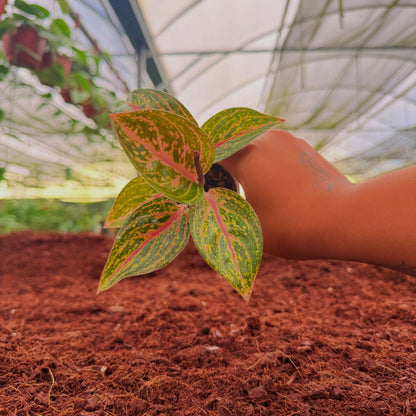 2" Aglaonema Golden Powder