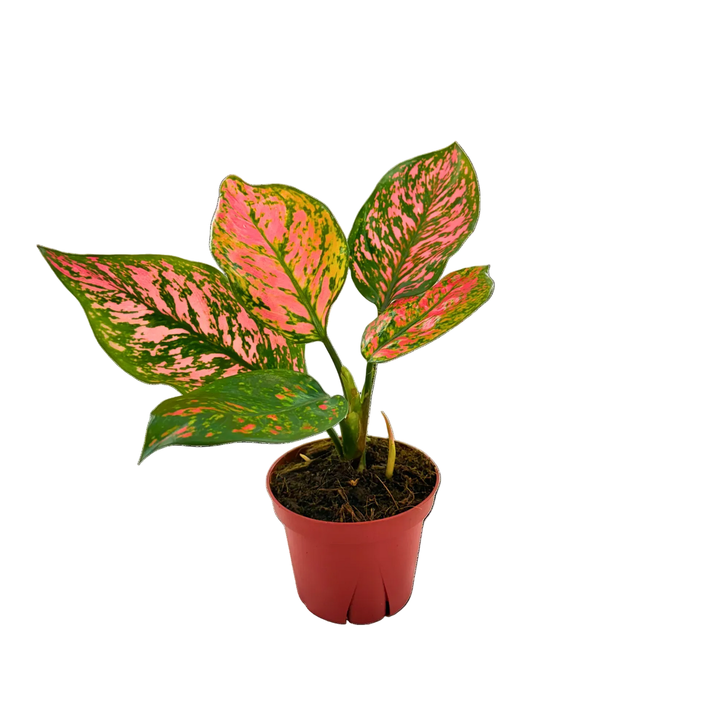 4" Aglaonema Katrina