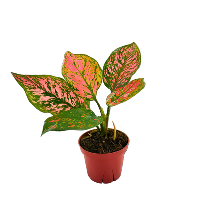 4" Aglaonema Katrina