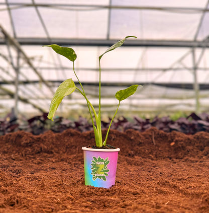 BEBOLD Package 2" Plants