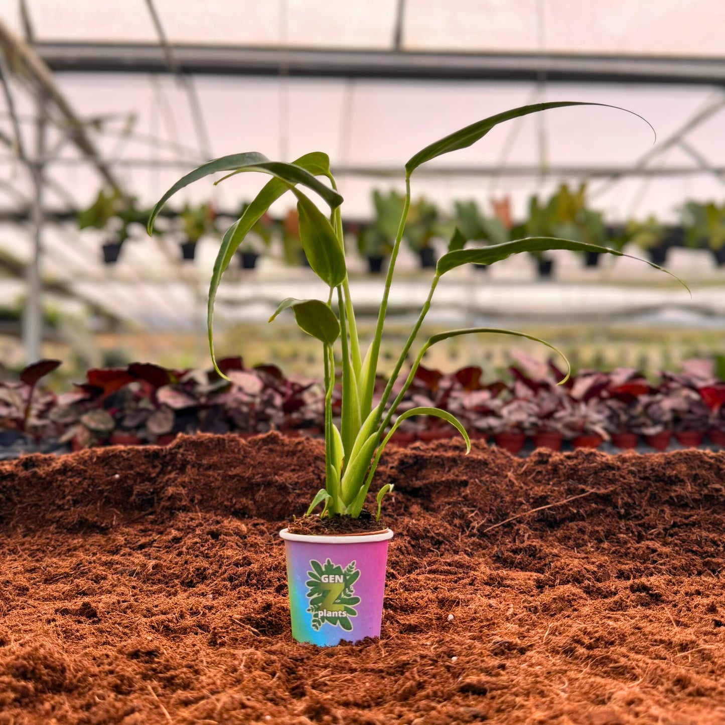 BEBOLD Package 2" Plants