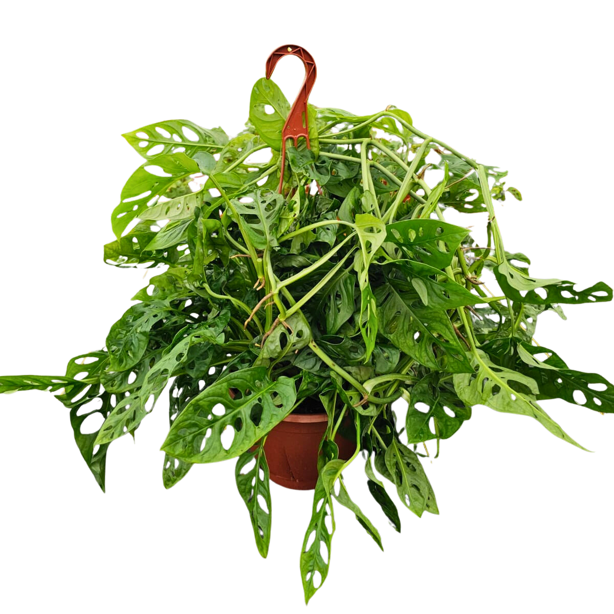 8” Swiss Cheese H.B