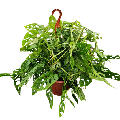 8” Swiss Cheese H.B