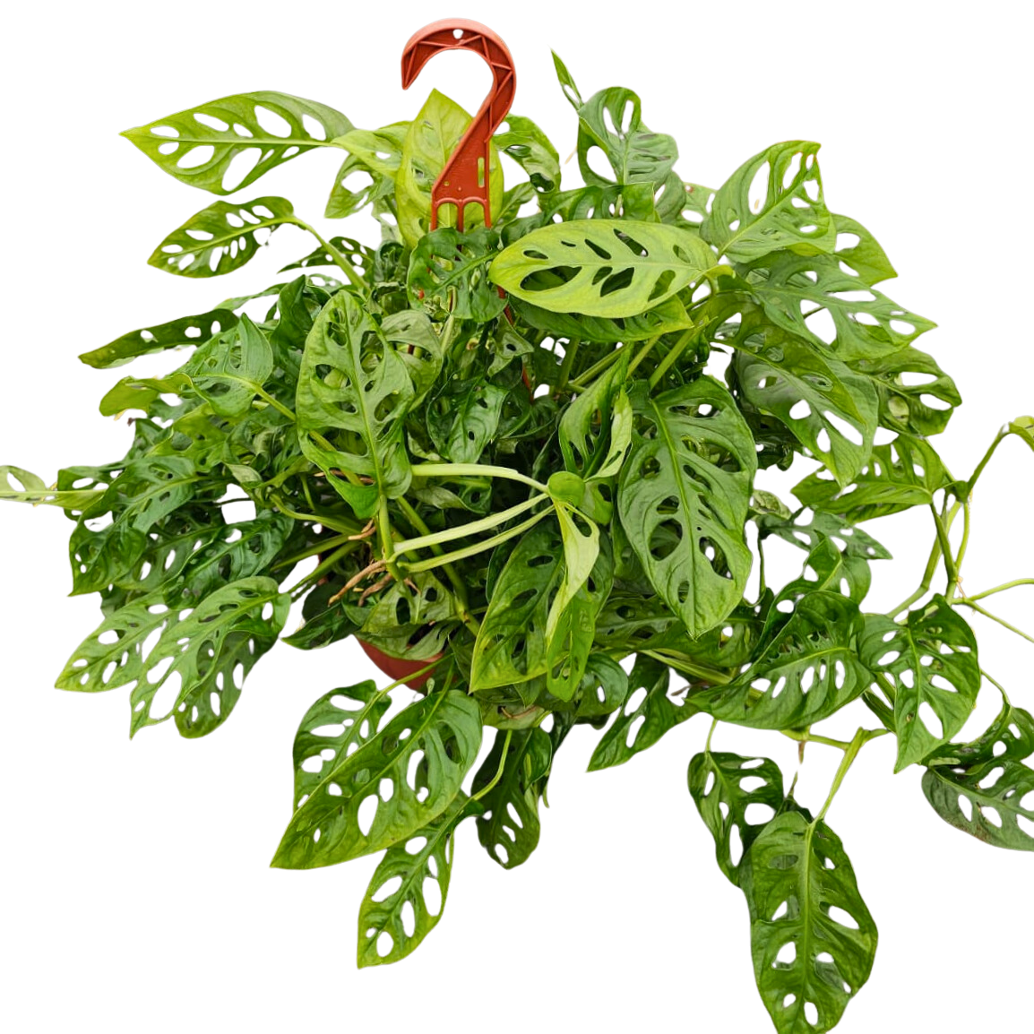 8” Swiss Cheese H.B