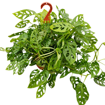 8” Swiss Cheese H.B