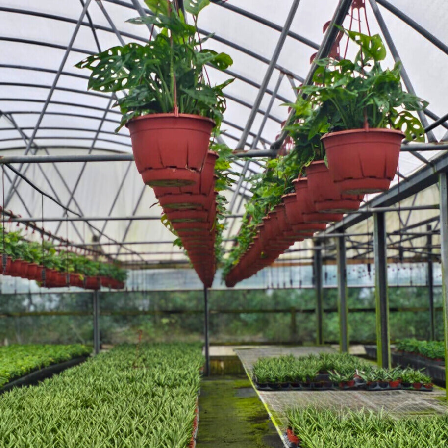 8” Swiss Cheese H.B