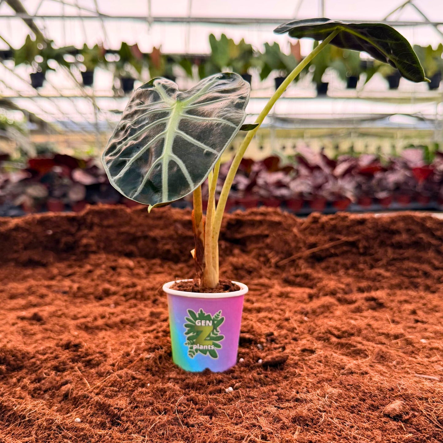 BEBOLD Package 2" Plants