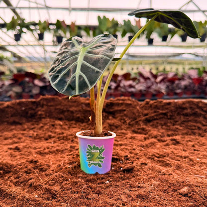 BEBOLD Package 2" Plants