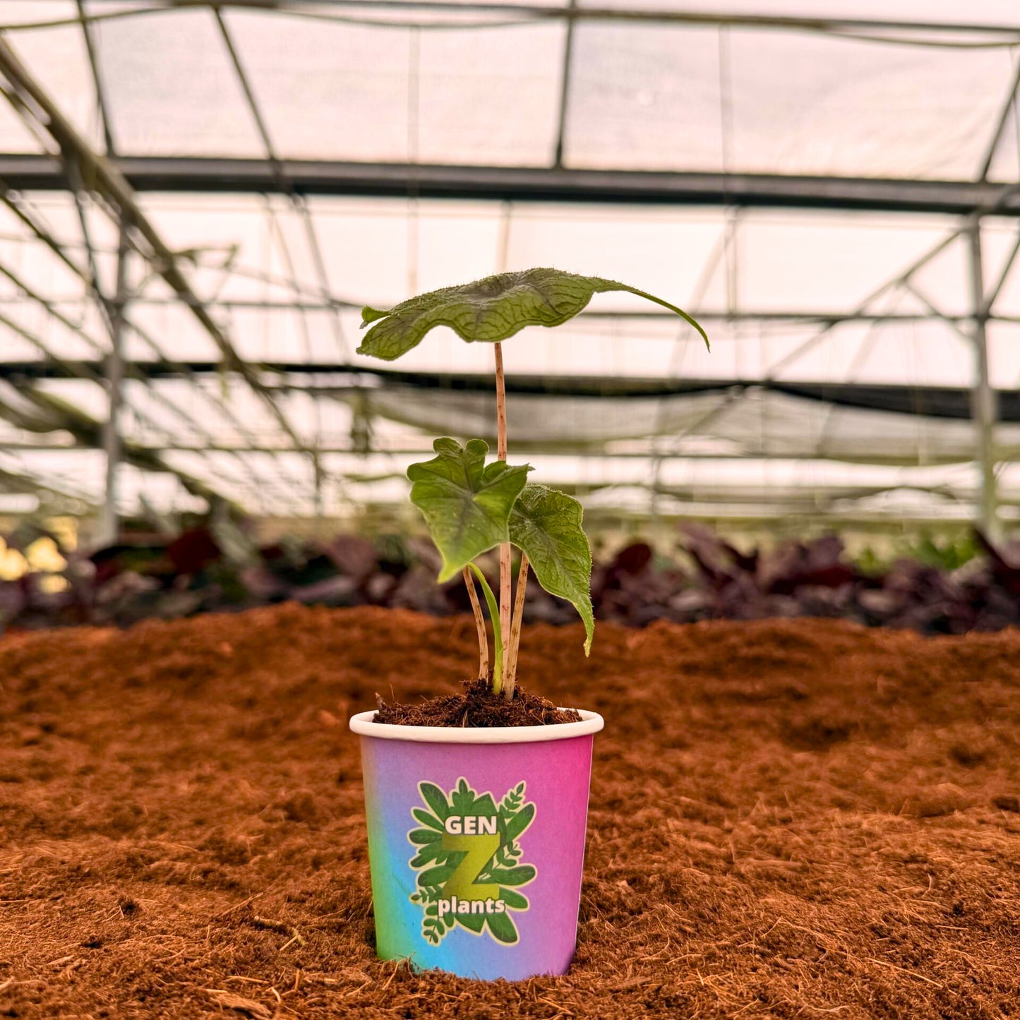 2" Alocasia Jacklyn