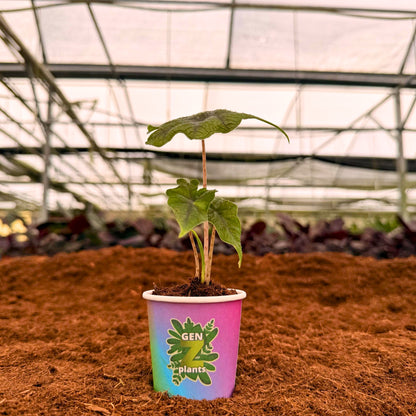 2" Alocasia Jacklyn