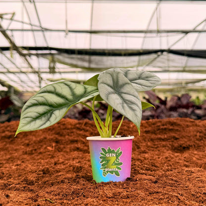 2" Alocasia Silver Dragon