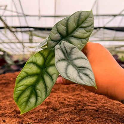 2" Alocasia Silver Dragon