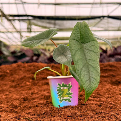 2" Alocasia Scalprum