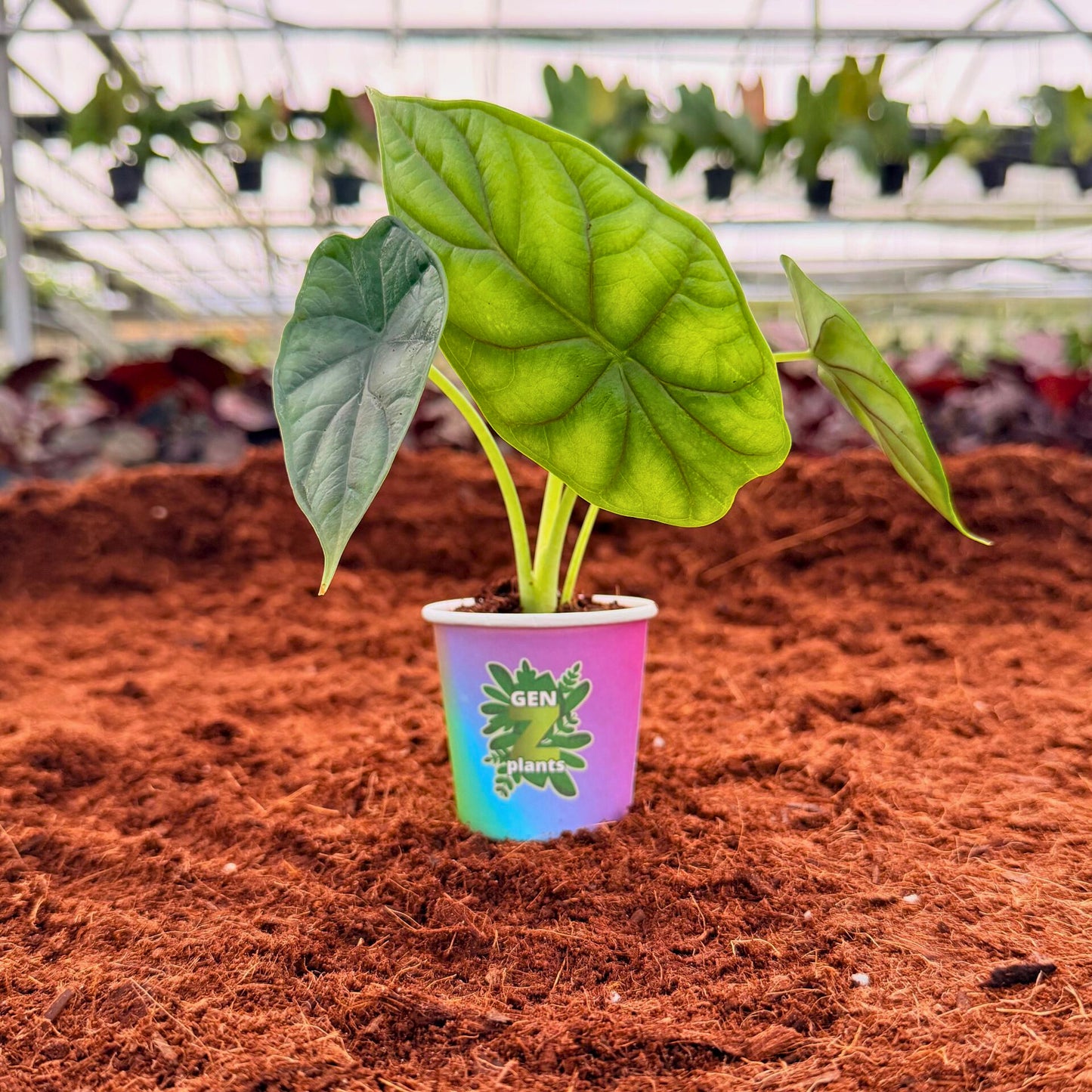 2" Alocasia Dragon Scale