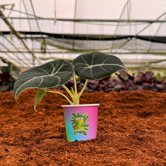 2" Alocasia Black Velvet