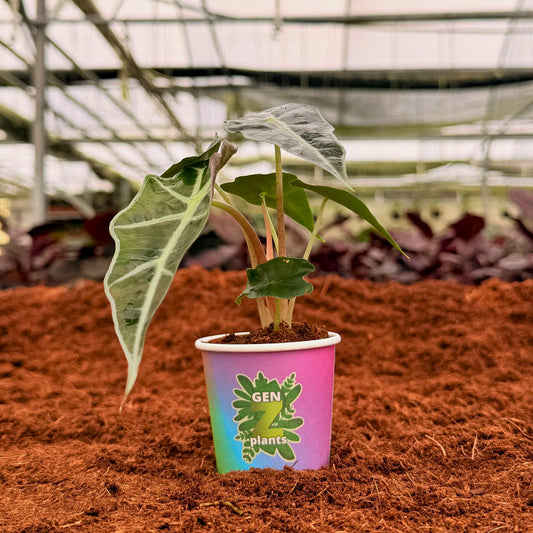 2” Alocasia Polly Dwar