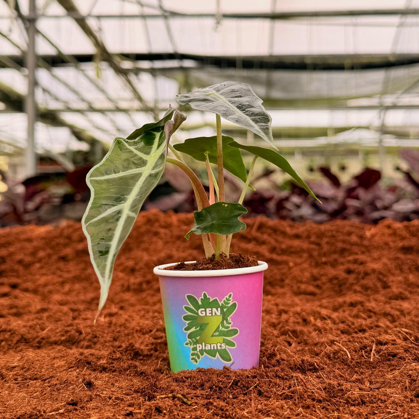 BELEAF Package 2" Plants