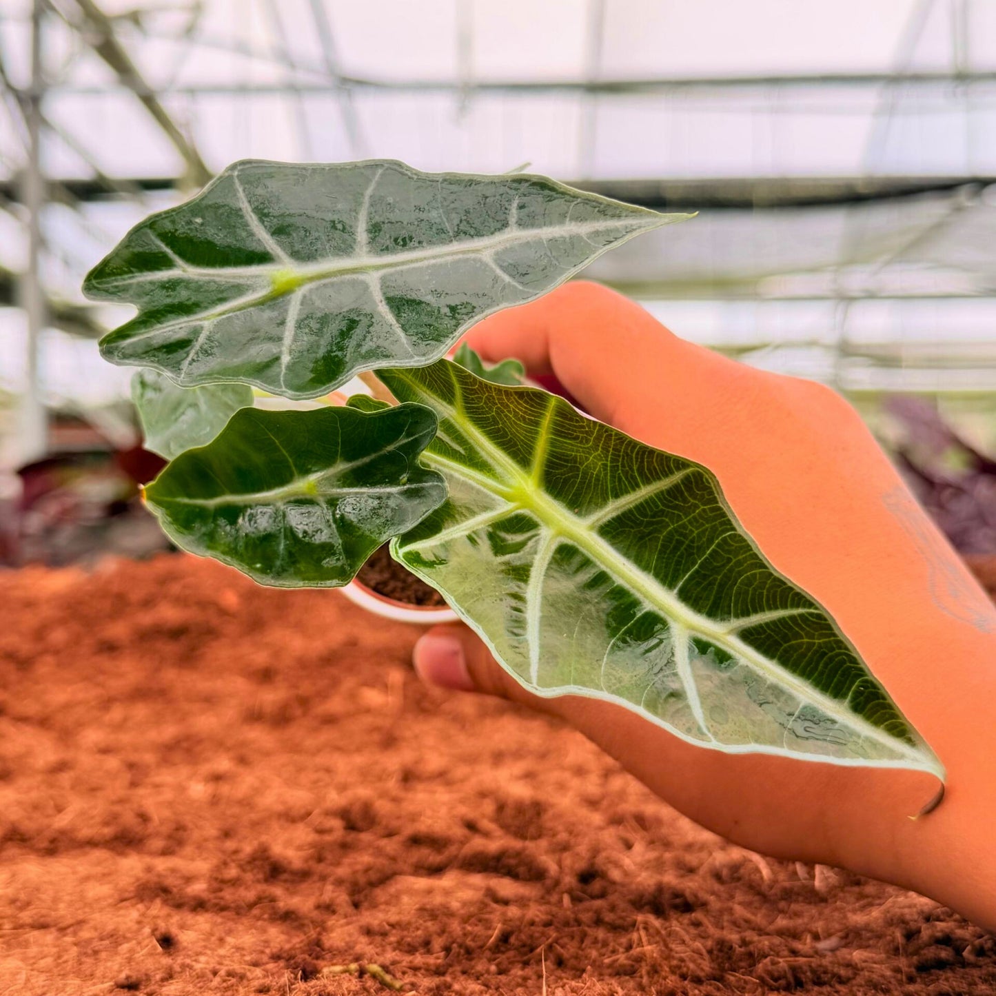 2” Alocasia Polly Dwar