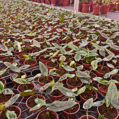4” Alocasia Scalprum