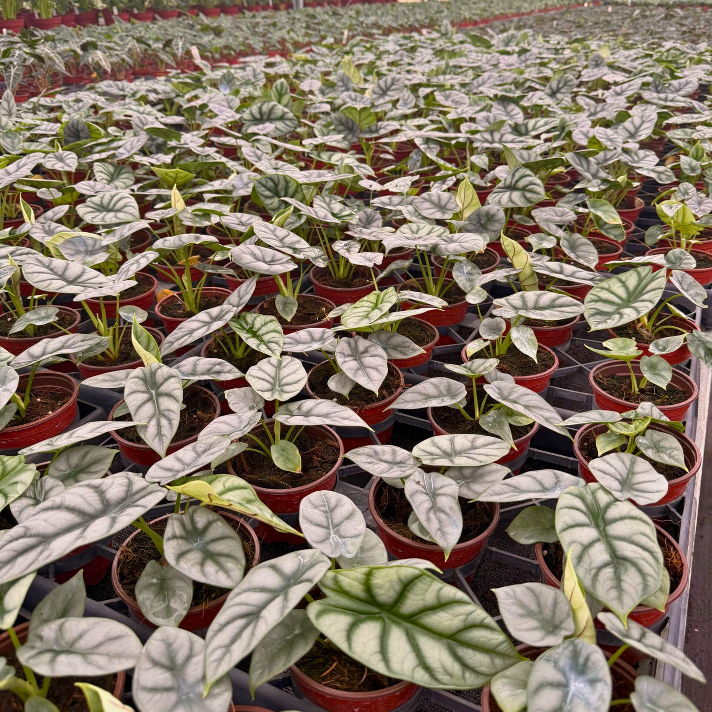 4” Alocasia Silver Dragon