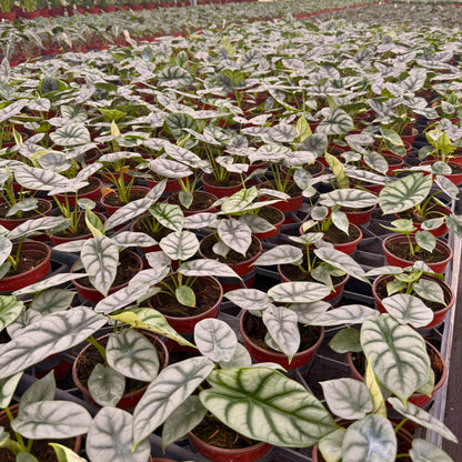 4” Alocasia Silver Dragon